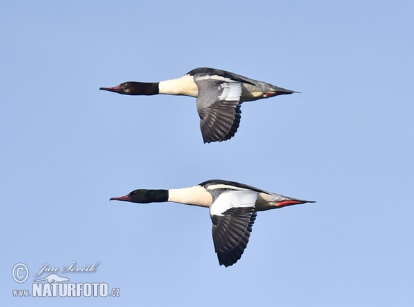 Goosander (Mergus merganser)