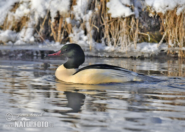 Goosander (Mergus merganser)