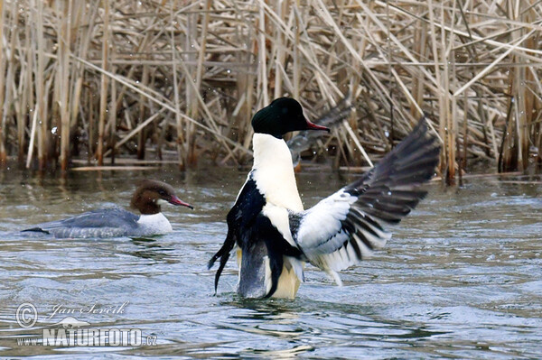 Goosander (Mergus merganser)