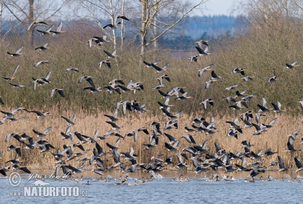 Goose (Anser albifrons, A.fabalis)