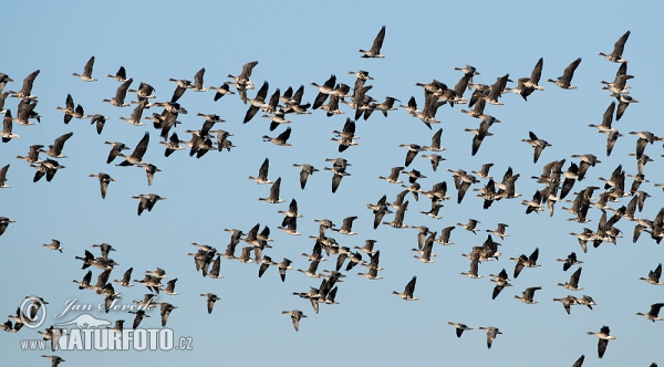 Goose (Anser albifrons, A.fabalis)