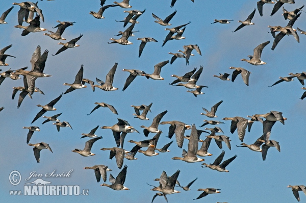 Goose (Anser albifrons, A.fabalis)