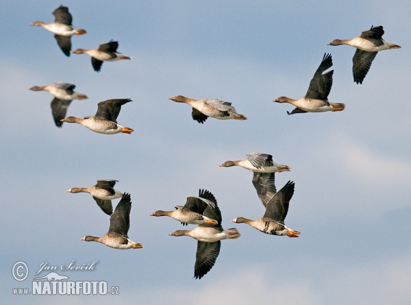 Goose (Anser albifrons, A.fabalis)