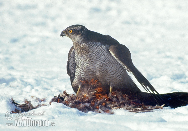 Goshawk (Accipiter gentilis)