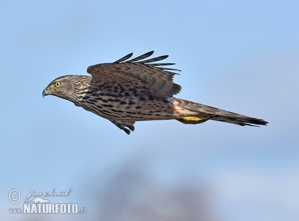 Goshawk (Accipiter gentilis)