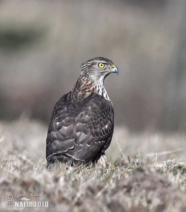 Goshawk (Accipiter gentilis)