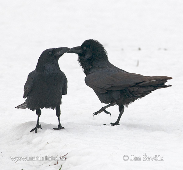 Grand Corbeau