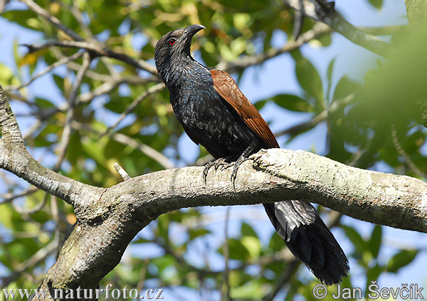 Grand Coucal