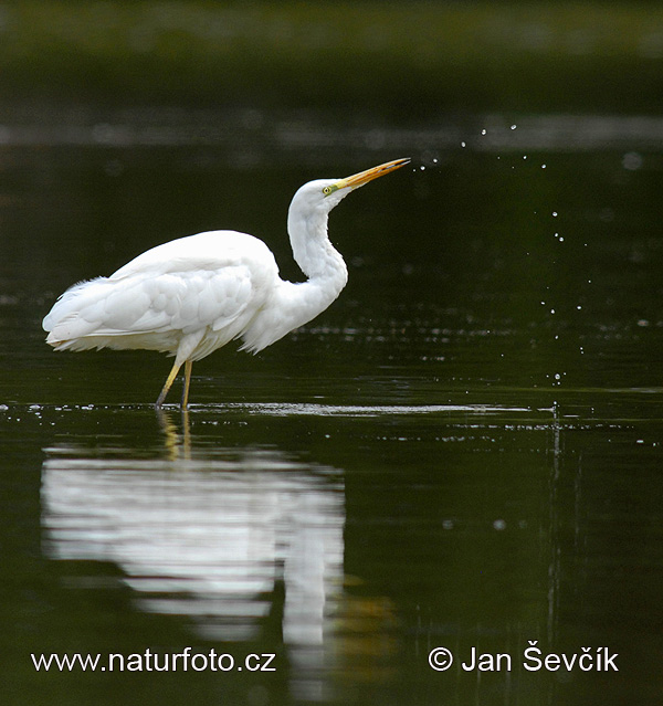 Grande Aigrette