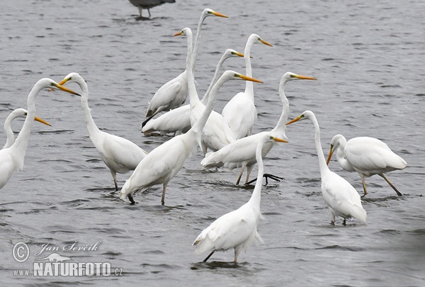 Grande Aigrette
