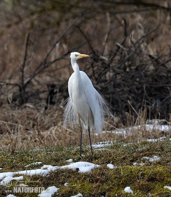 Grande Aigrette