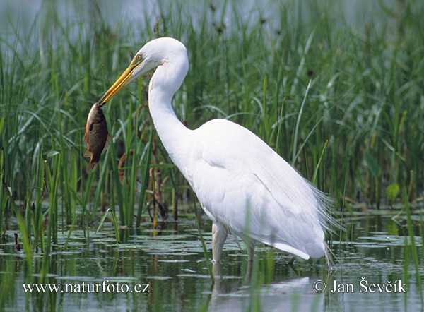 Grande Aigrette