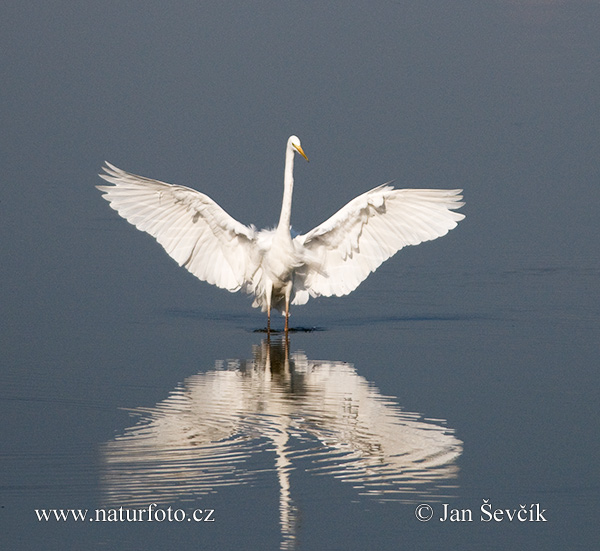Grande Aigrette