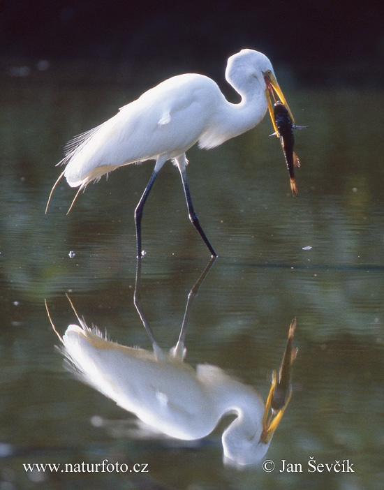 Grande Aigrette