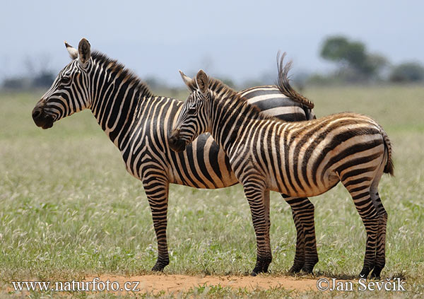 Granta zebra