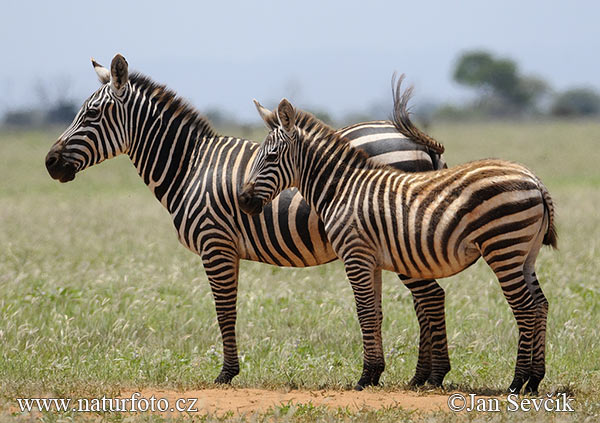 Grant's Zebra - Burchell's Zebra (Equus quagga boehmi)