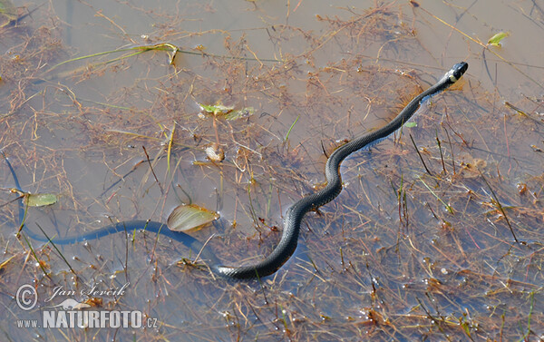 Grass Snake (Natrix natrix)
