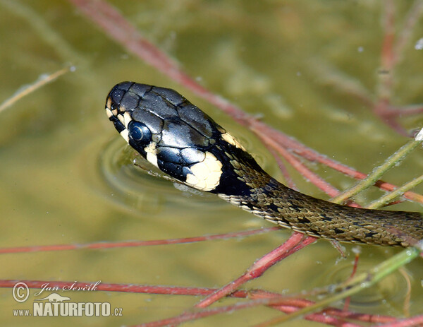 Grass Snake (Natrix natrix)