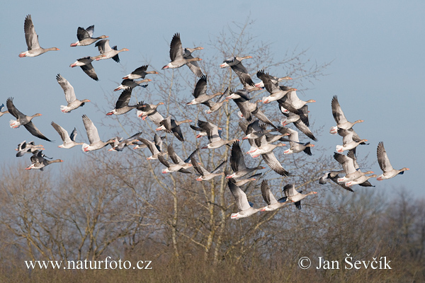 Grauwe gans