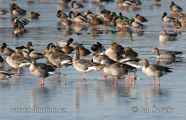 Grauwe gans