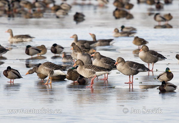 Grauwe gans