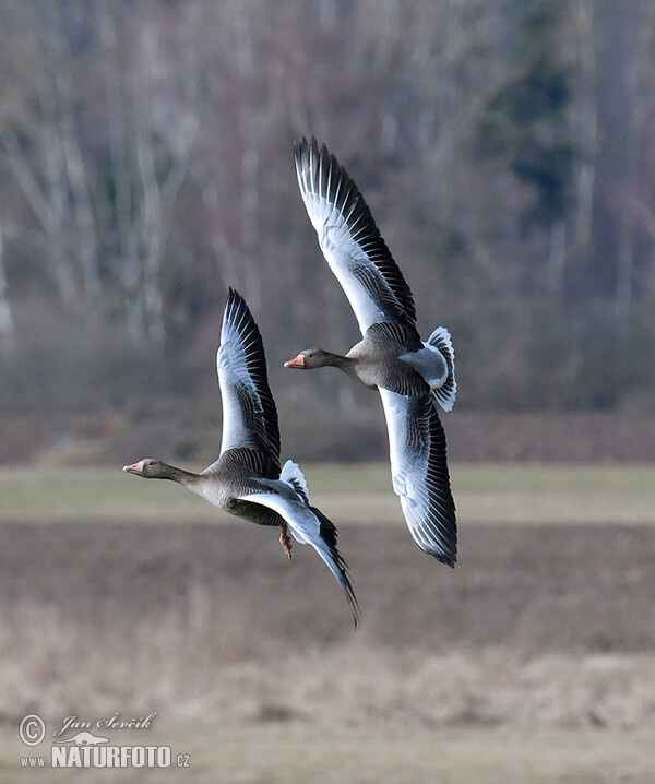 Grauwe gans