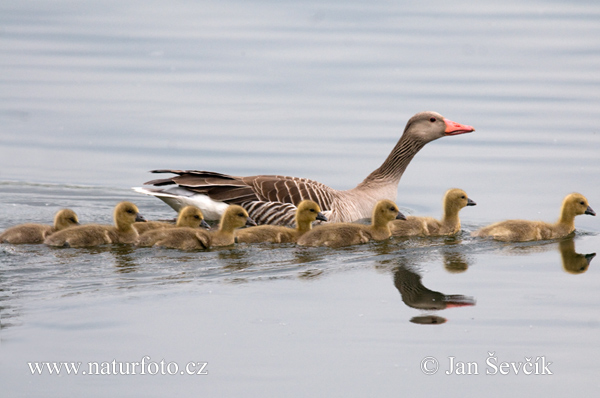 Grauwe gans