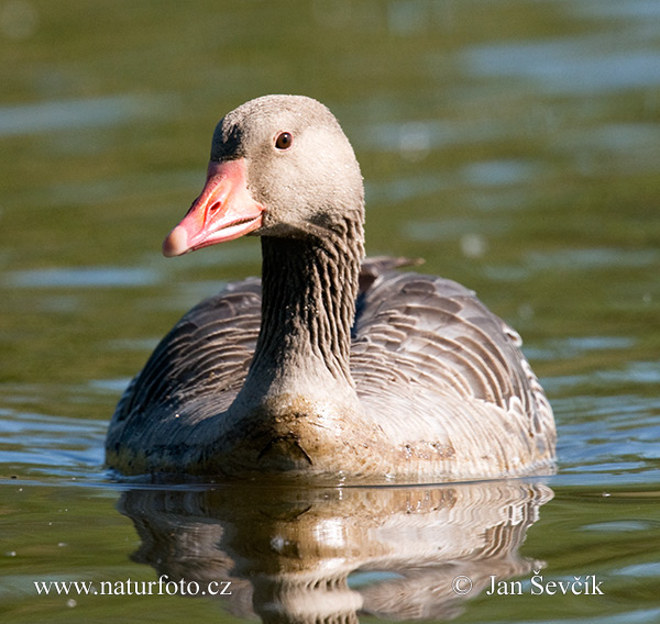 Grauwe gans