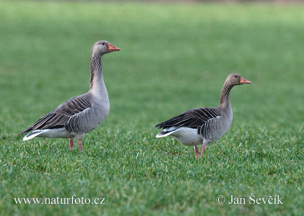 Grauwe gans