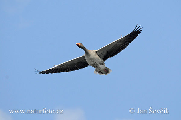 Grauwe gans