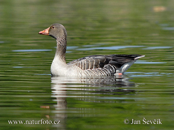 Grauwe gans