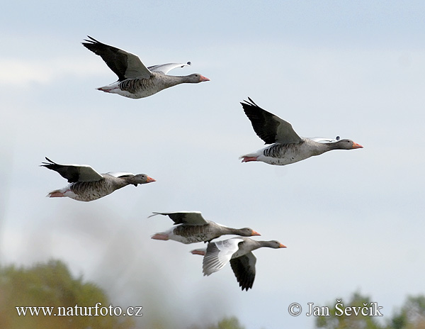 Grauwe gans