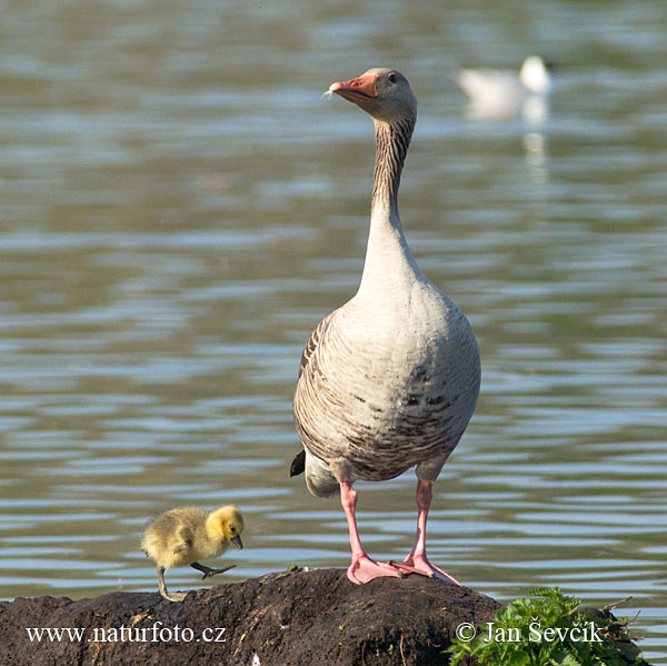 Grauwe gans