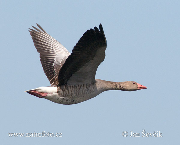 Grauwe gans