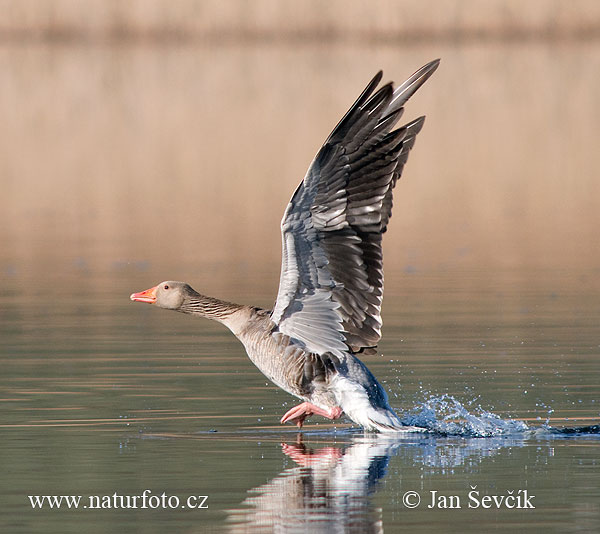 Grauwe gans