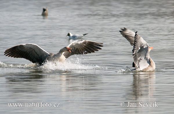 Grauwe gans