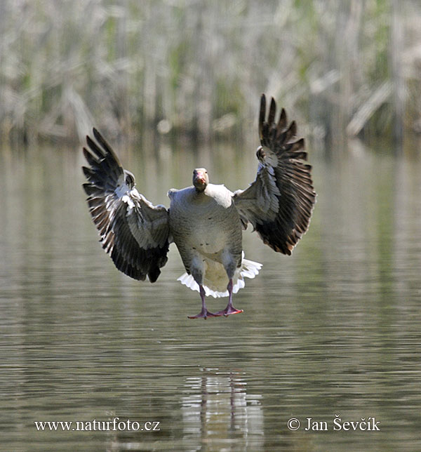 Grauwe gans