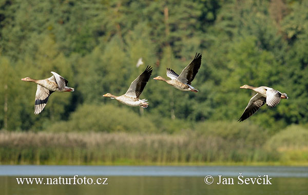 Grauwe gans