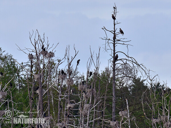 Great Cormorant, W.T.Eagle (Phalacrocorax carbo, H.albicilla)