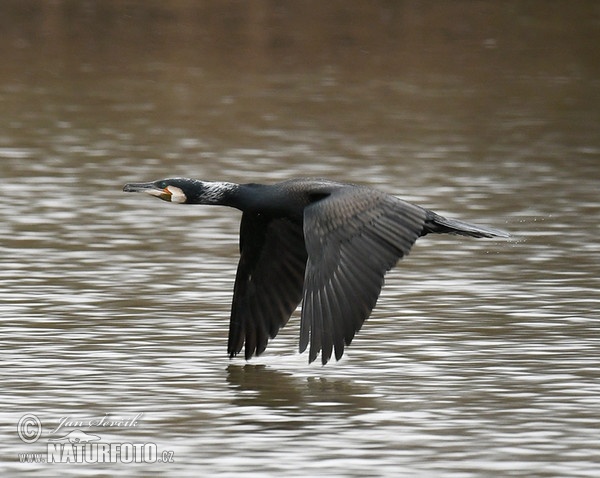 Great Cormorant (Phalacrocorax carbo)