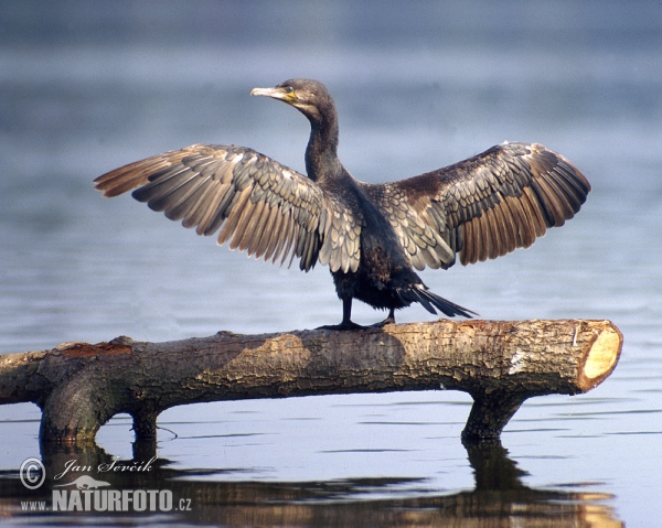 Great Cormorant (Phalacrocorax carbo)