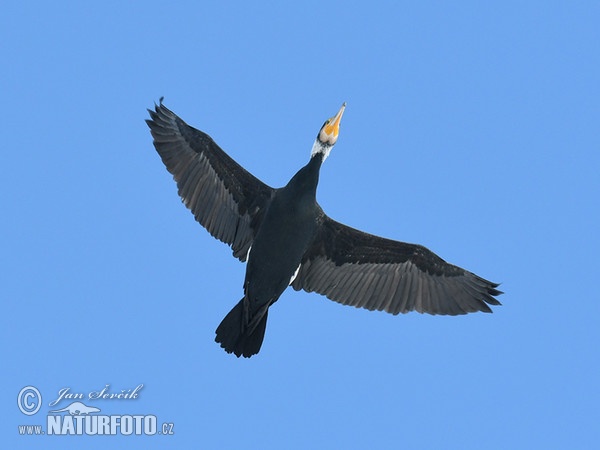 Great Cormorant (Phalacrocorax carbo)