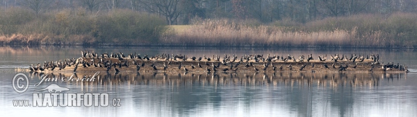 Great Cormorant (Phalacrocorax carbo)