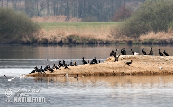 Great Cormorant (Phalacrocorax carbo)