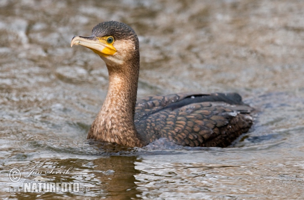 Great Cormorant (Phalacrocorax carbo)