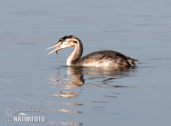 Great Crested Grebe (Podiceps cristatus)