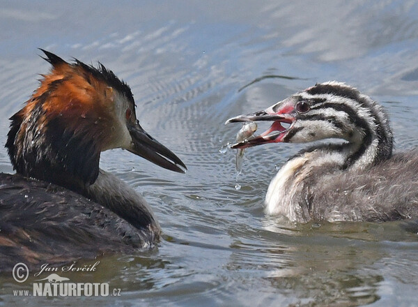 Great Crested Grebe (Podiceps cristatus)