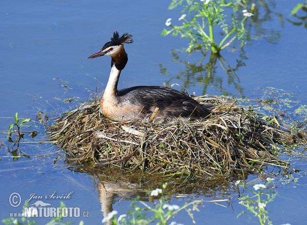 Great Crested Grebe (Podiceps cristatus)