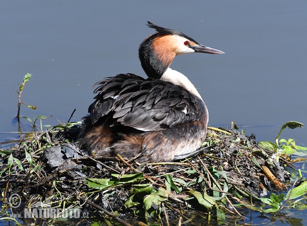 Great Crested Grebe (Podiceps cristatus)