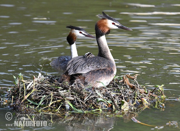 Great Crested Grebe (Podiceps cristatus)